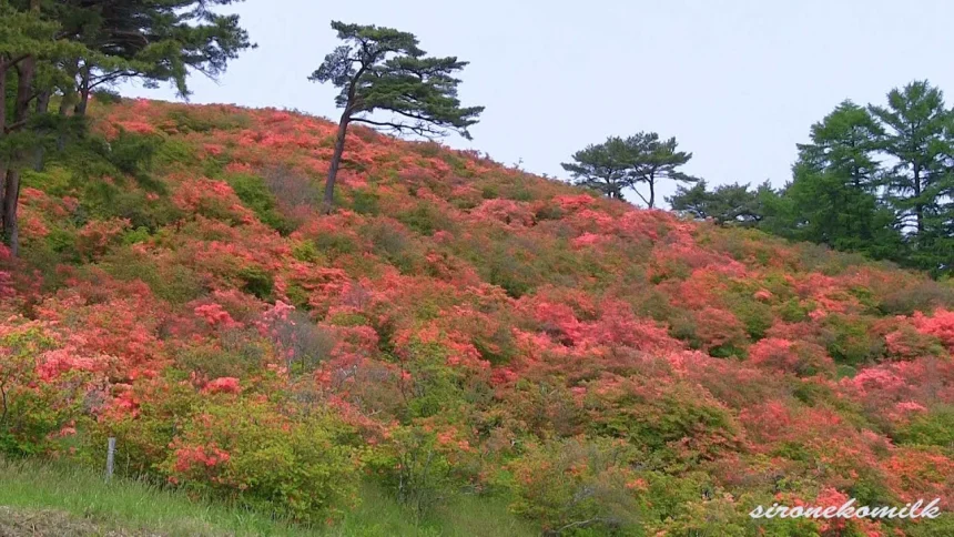 花の名所 田束山に咲くヤマツツジ | 宮城県南三陸町