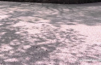 弘前公園の花筏 日本一の桜名所は桜が散っても美しい | 青森県弘前市