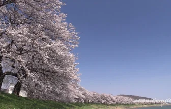 白石川堤一目千本桜の美しい風景と夜桜ライトアップ | 宮城県大河原町