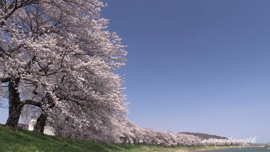 白石川堤一目千本桜の美しい風景と夜桜ライトアップ | 宮城県大河原町