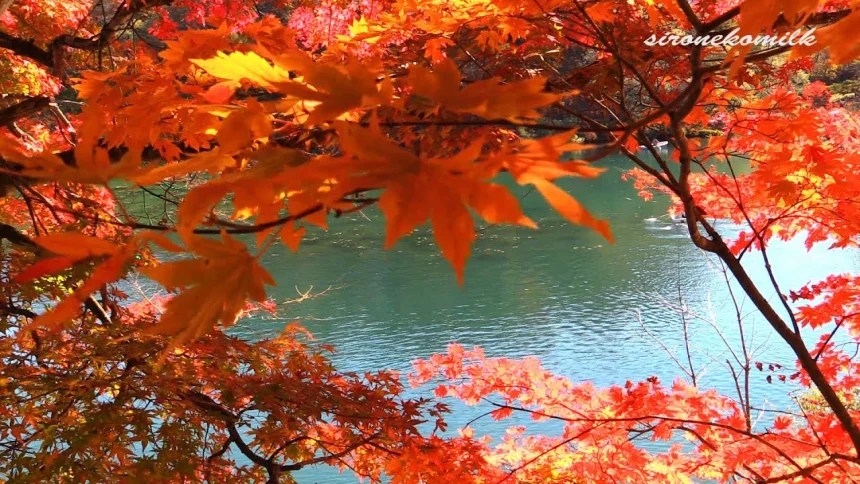 紅葉が美しい福島裏磐梯の五色沼 東北の風景 | 福島県北塩原村