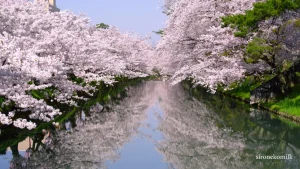 感動するほど美しい桜の名所 弘前公園の風景と幻想的な夜桜ライトアップ | 青森県弘前市
