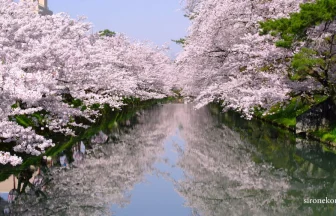 感動するほど美しい桜の名所 弘前公園の風景と幻想的な夜桜ライトアップ | 青森県弘前市