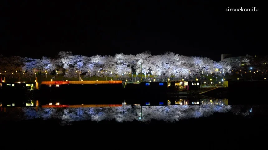 白石川堤一目千本桜の風景と夜桜ライトアップ | 宮城県大河原町