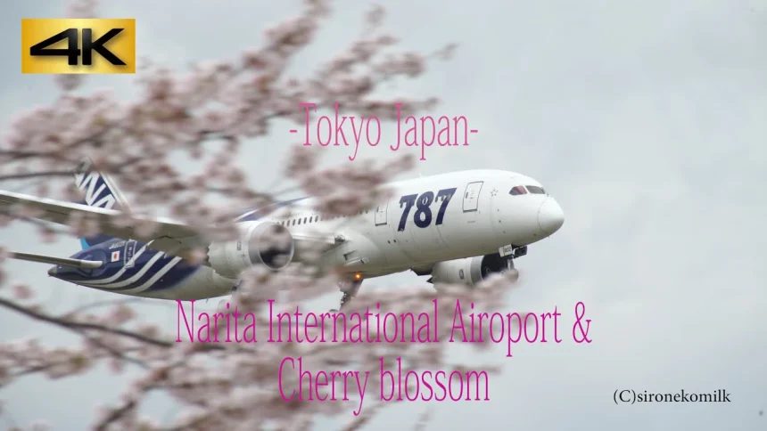 成田市さくらの山公園 満開の桜と飛行機の離着陸 | 千葉県成田市