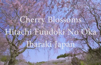 桜の名所 常陸風土記の丘のシダレザクラ | 茨城県石岡市