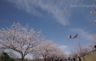 成田国際空港の飛行機発着風景と桜を一望 成田市さくらの山公園 | 千葉県成田市