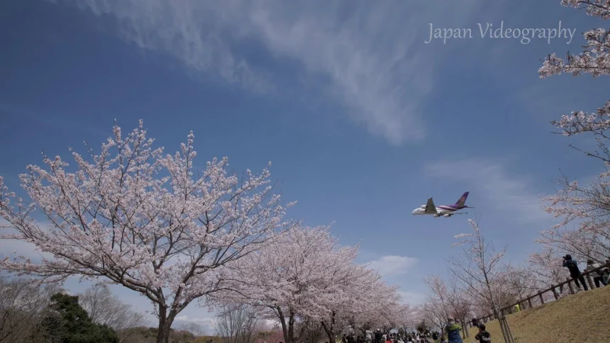 成田国際空港の飛行機発着風景と桜を一望 成田市さくらの山公園 | 千葉県成田市