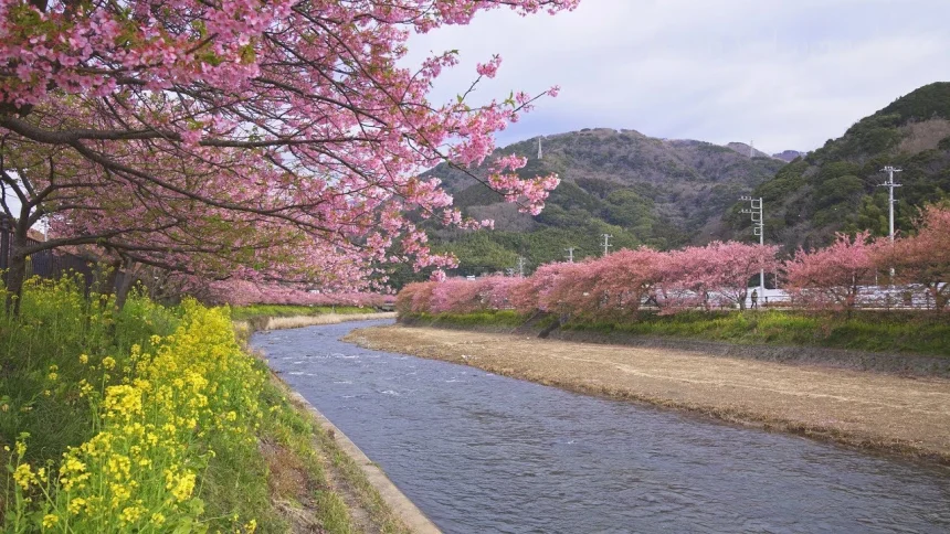 紅色の早咲き桜 伊豆の河津桜まつり | 静岡県河津町