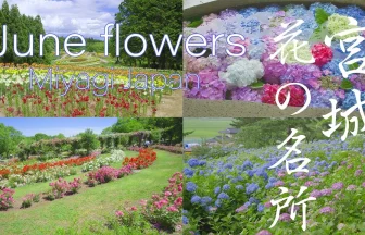 宮城の風景 6月の花の名所 紫陽花 薔薇 アヤメ 百合