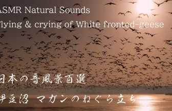 自然音 伊豆沼冬の風景 マガンのねぐら立ち 感動する瞬間 | 宮城県登米市