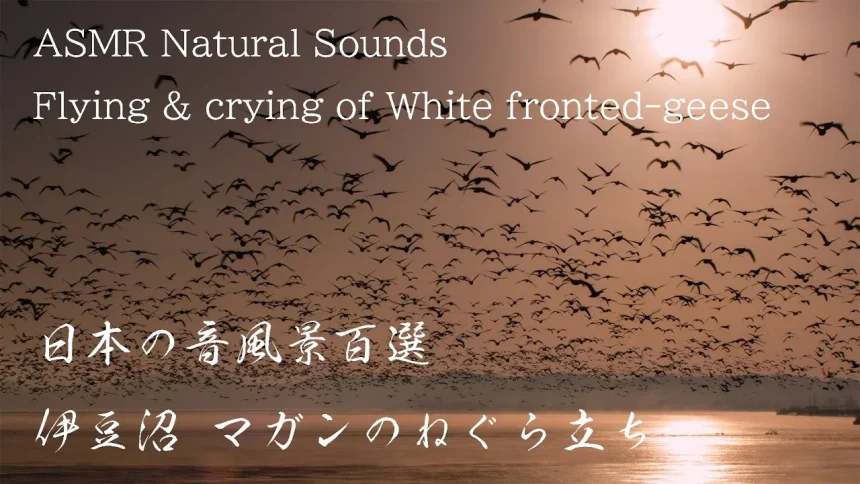 自然音 伊豆沼冬の風景 マガンのねぐら立ち 感動する瞬間 | 宮城県登米市