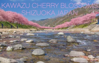 河津桜まつり 2022 ピンク色の花が美しい2月に咲く早咲き桜の風景 | 静岡県河津町