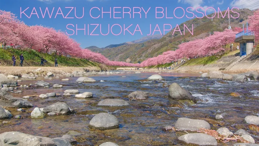 河津桜まつり 2022 ピンク色の花が美しい2月に咲く早咲き桜の風景 | 静岡県河津町