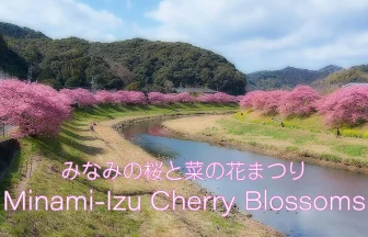 南伊豆 早春の風景 河津桜 みなみの桜と菜の花まつり 2022 | 静岡県南伊豆町