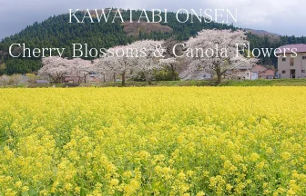 春の鳴子川渡温泉 菜の花と桜の風景 6K UHD 江合川に桜吹雪が舞う黄色い絨毯のような美しい菜の花畑
