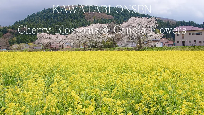 春の鳴子川渡温泉 菜の花と桜の風景 6K UHD 江合川に桜吹雪が舞う黄色い絨毯のような美しい菜の花畑
