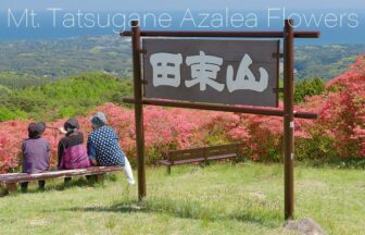 南三陸町の初夏の風景 田束山を真っ赤に染め上げるツツジの群生 | 宮城県南三陸町
