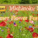 【4K HDR HLG】みちのく杜の湖畔公園 初夏の花フェスタ ポピーまつり 2020 | 宮城県川崎町