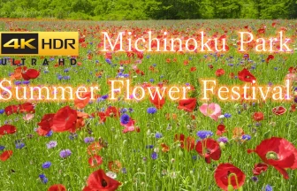 【4K HDR HLG】みちのく杜の湖畔公園 初夏の花フェスタ ポピーまつり 2020 | 宮城県川崎町