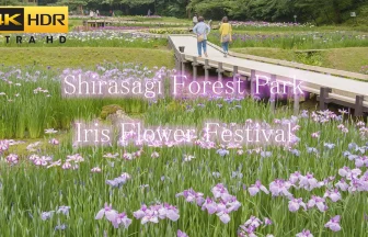 4K HDR しらさぎ森林公園 花菖蒲まつり | 新潟県三条市