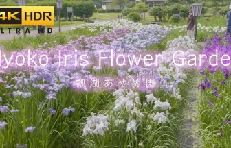 4K HDR 初夏を彩る170種類約30万本の花が咲く瓢湖あやめ園の風景 | 新潟県阿賀野市