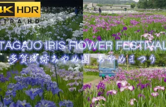 【4K HDR】800種類300万本のアヤメの花が咲く多賀城跡あやめ園 | 宮城県多賀城市