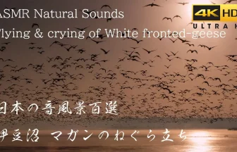 【4K HDR】伊豆沼 冬の風景 野鳥が羽音を響かせて飛び立つマガンのねぐら立ち | 宮城県登米市・栗原市