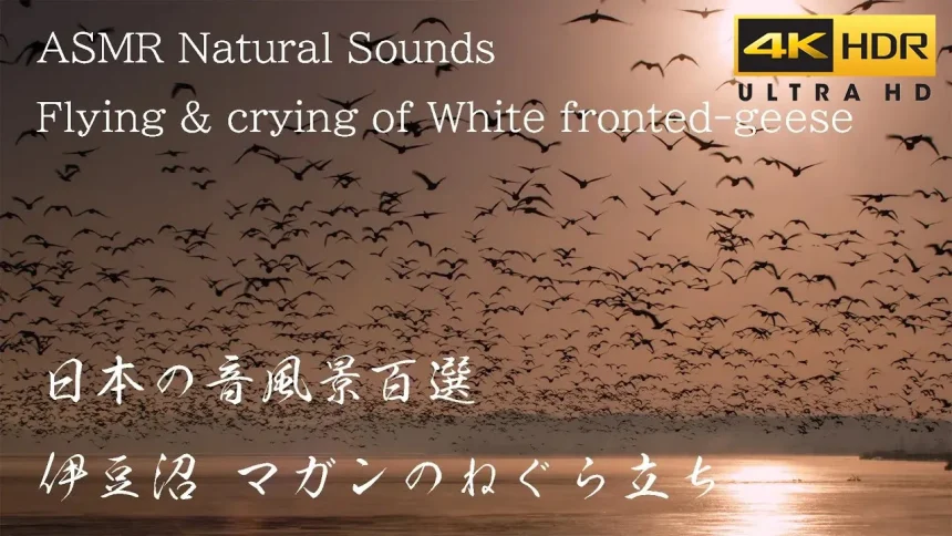 【4K HDR】伊豆沼 冬の風景 野鳥が羽音を響かせて飛び立つマガンのねぐら立ち | 宮城県登米市・栗原市