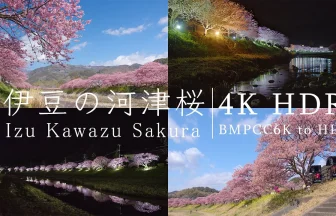 4K HDR | 静岡・伊豆半島 河津桜まつりとみなみの桜と菜の花まつり サムネイル画像