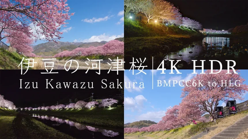 4K HDR | 静岡・伊豆半島 河津桜まつりとみなみの桜と菜の花まつり サムネイル画像