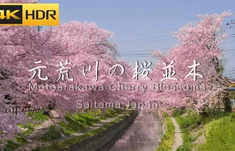 【4K HDR】吹上 元荒川の桜並木 - 閑静な住宅街を彩る500本の美しい桜のサムネイル画像