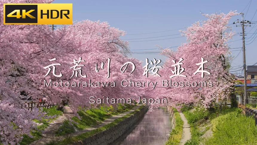【4K HDR】吹上 元荒川の桜並木 - 閑静な住宅街を彩る500本の美しい桜のサムネイル画像