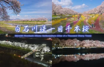 【4K HDR】白石川堤一目千本桜 桜並木が8km続く日本さくら名所百選の地 サムネイル画像