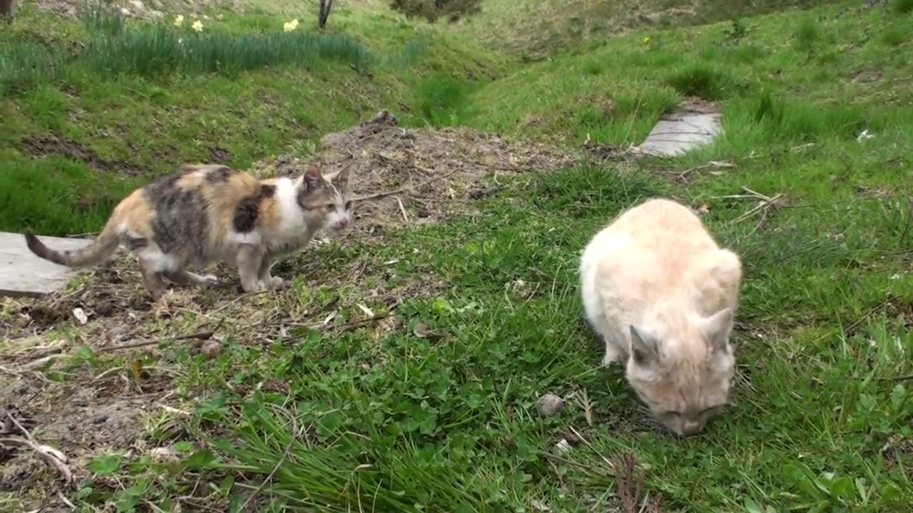 庭にいた野良猫に高速猫パンチサムネイル画像