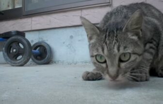 野良猫を飼ったら餌が無くなっても探し続ける姿が可愛かった