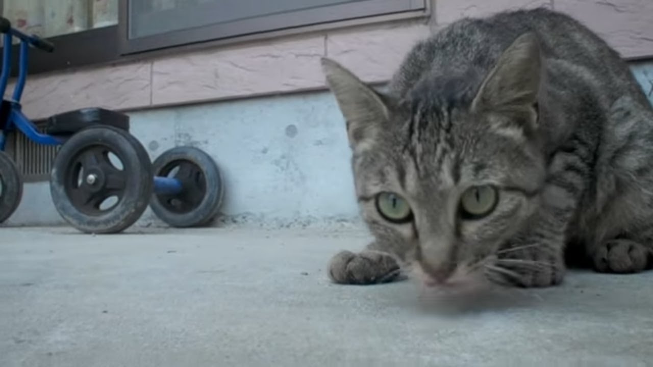 元野良猫を飼ったら餌が無くなっても探し続ける姿が可愛かった！