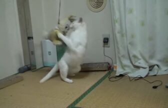 白猫と手が離せない時のための自動ねこじゃらし