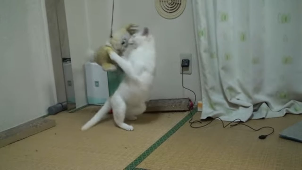 手が離せない時のための自動ねこじゃらし