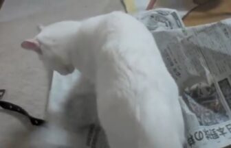 猫用トイレの掃除を手伝っているつもりの白猫