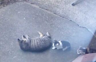 元野良猫が生んだ子猫のかわいい鳴き声