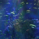 男鹿の海を再現した男鹿水族館GAOの大水槽