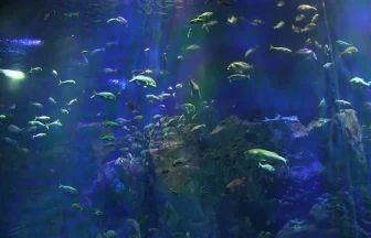 男鹿の海を再現した男鹿水族館GAOの大水槽