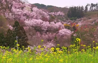 幻想的な福島の桃源郷 花見山公園の絶景