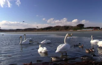 渡り鳥の越冬地 伊豆沼・内沼冬の風景