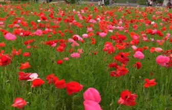 花満開！国営みちのく杜の湖畔公園 ポピーまつり2012