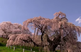 日本三大桜 樹齢推定1000年を超える名桜 三春滝桜