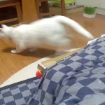 おもしろ猫動画 こたつから白猫ミサイル発射！