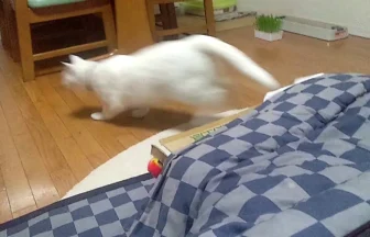 おもしろ猫動画 こたつから白猫ミサイル発射！