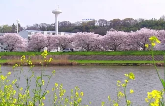 桜名所 桜川堤の桜並木 | 茨城県土浦市